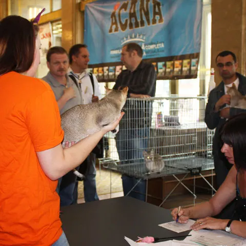 Pisicile sofisticate au fost la expoziţia de la Sala Palatului din Bucureşti