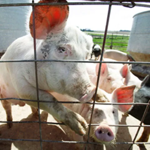 Producătorii de carne de porc cer schimbarea denumirii gripei porcine