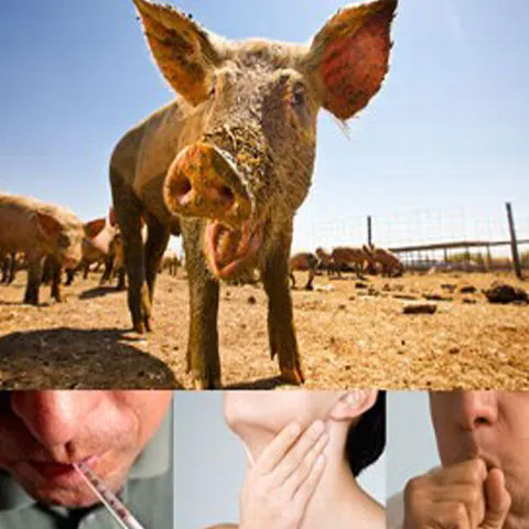 O companie americană a afirmat că a prevăzut epidemia de gripă porcină