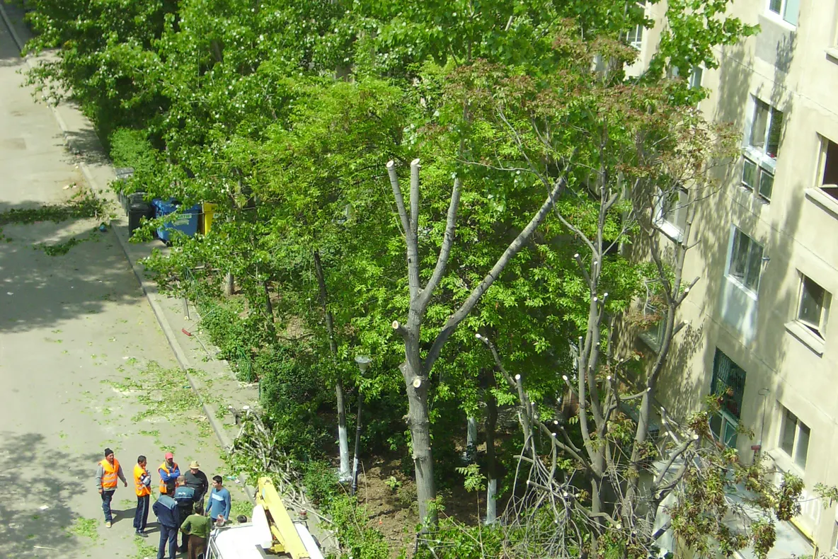 Copaci distruşi pe şoseaua Olteniţei Bucureşti