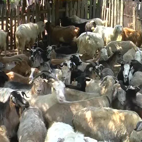 În Clisura Dunării, ciobanii s-au adunat pentru a alege baciul 