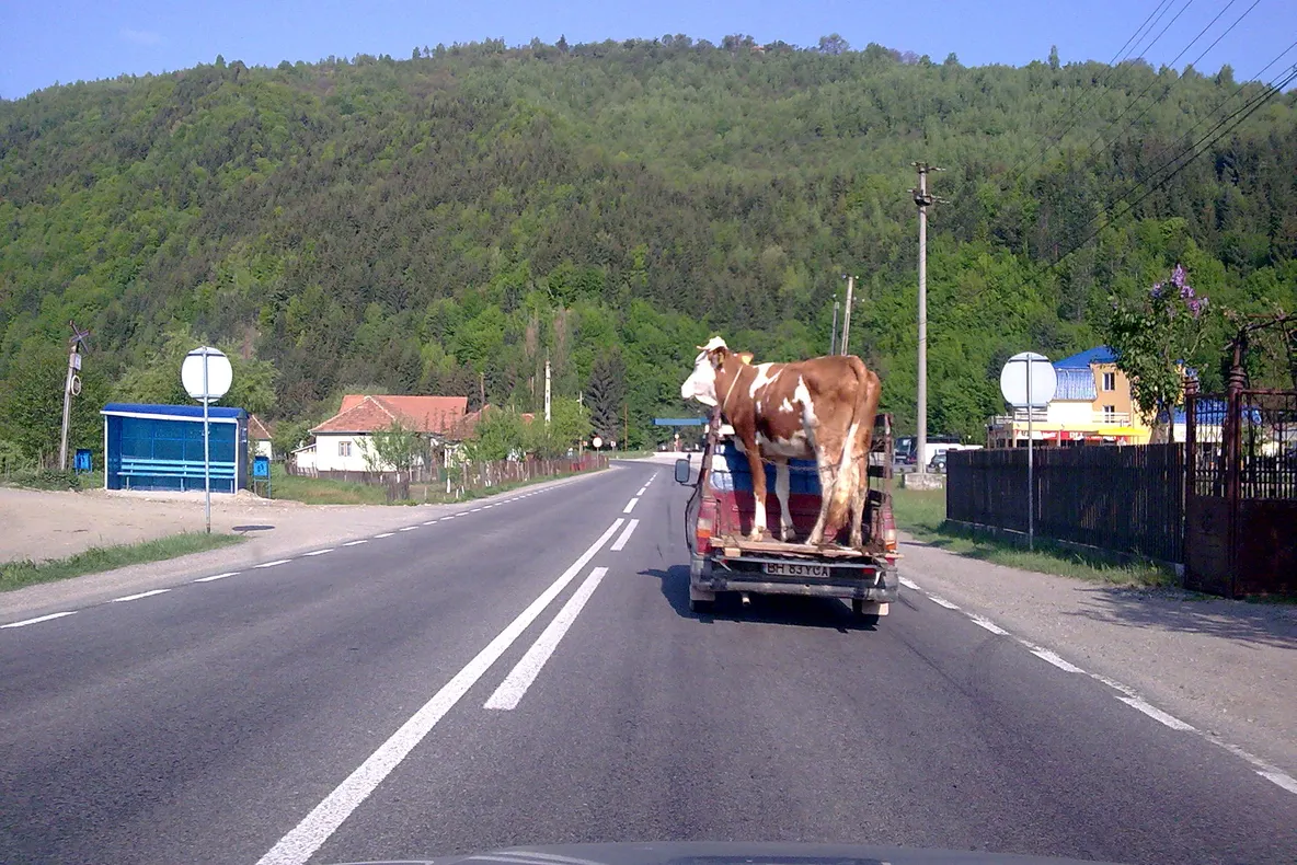 Cu vaca la plimbare în portbagaj