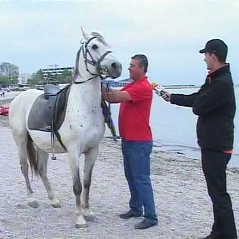 La herghelia de la Mangalia sunt crescuţi peste 300 de armăsari de rasă, pentru echitaţie şi plimbări pe plajă