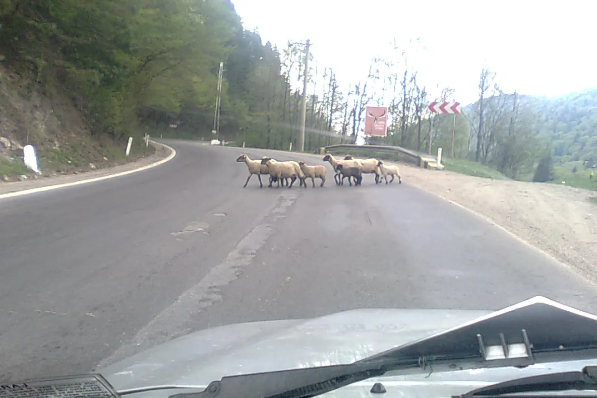 Turmă de oi pe un drum european