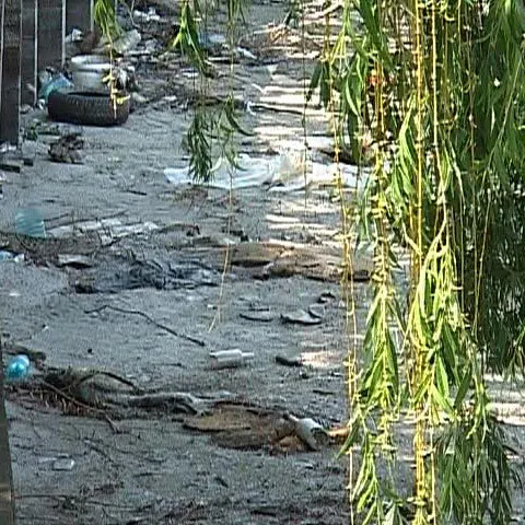 Braconaj pe Lacul Pantelimon: Zeci de peşti morţi au apărut pe maluri