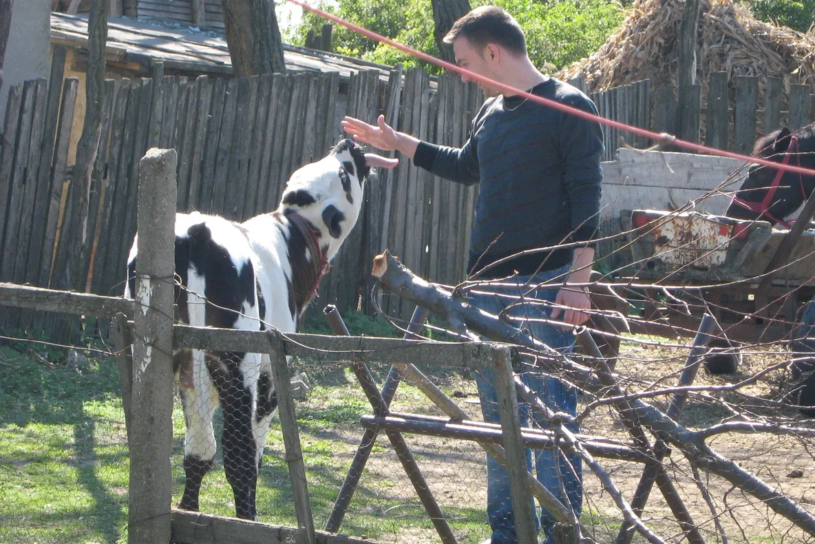 Cum să măsori limba unui bou...