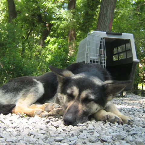 Campania "Adoptă un câine" a continuat în Parcul Kiseleff, în weekendul 9-10 mai