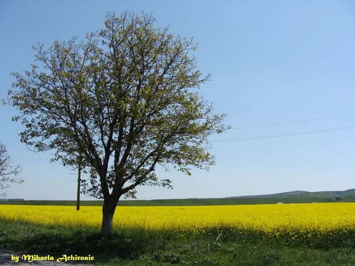 Culturi de rapiţă - imagini încântătoare