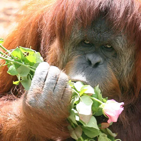 Un urangutan a evadat din ţarcul lui de la zoo, pentru a se întoarce singur după jumătate de oră