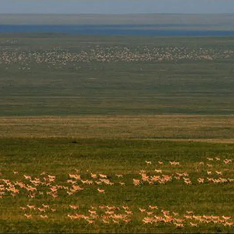 Cea mai mare turmă de gazele văzută vreodată, în Mongolia 