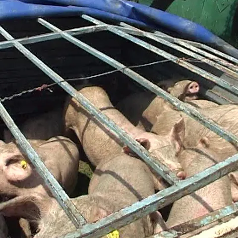 Un bărbat transporta 14 porci înghesuiţi în portbagajul unei maşini 