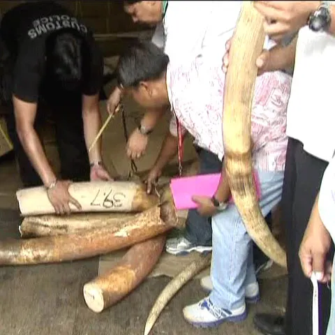 Contrabandă cu fildeş în valoare de două milioane de dolari, în Filipine