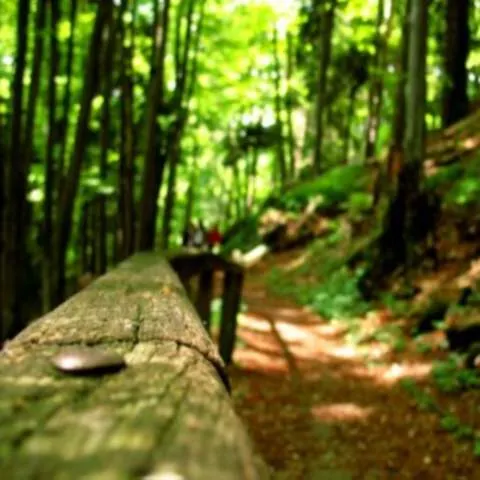 Poiana Stânii Regale din Sinaia, un colţ de natură unic în România
