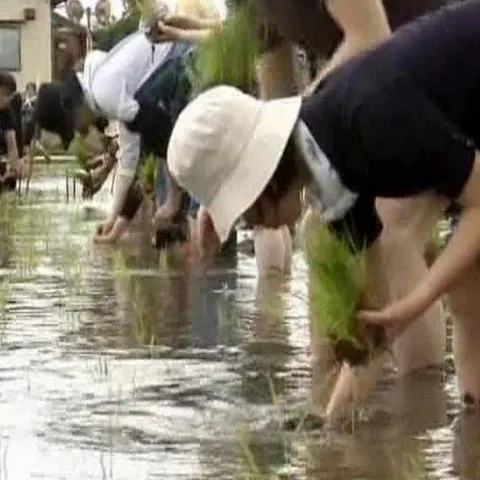 Locuitorii din Tokyo iau lecţii de agricutură