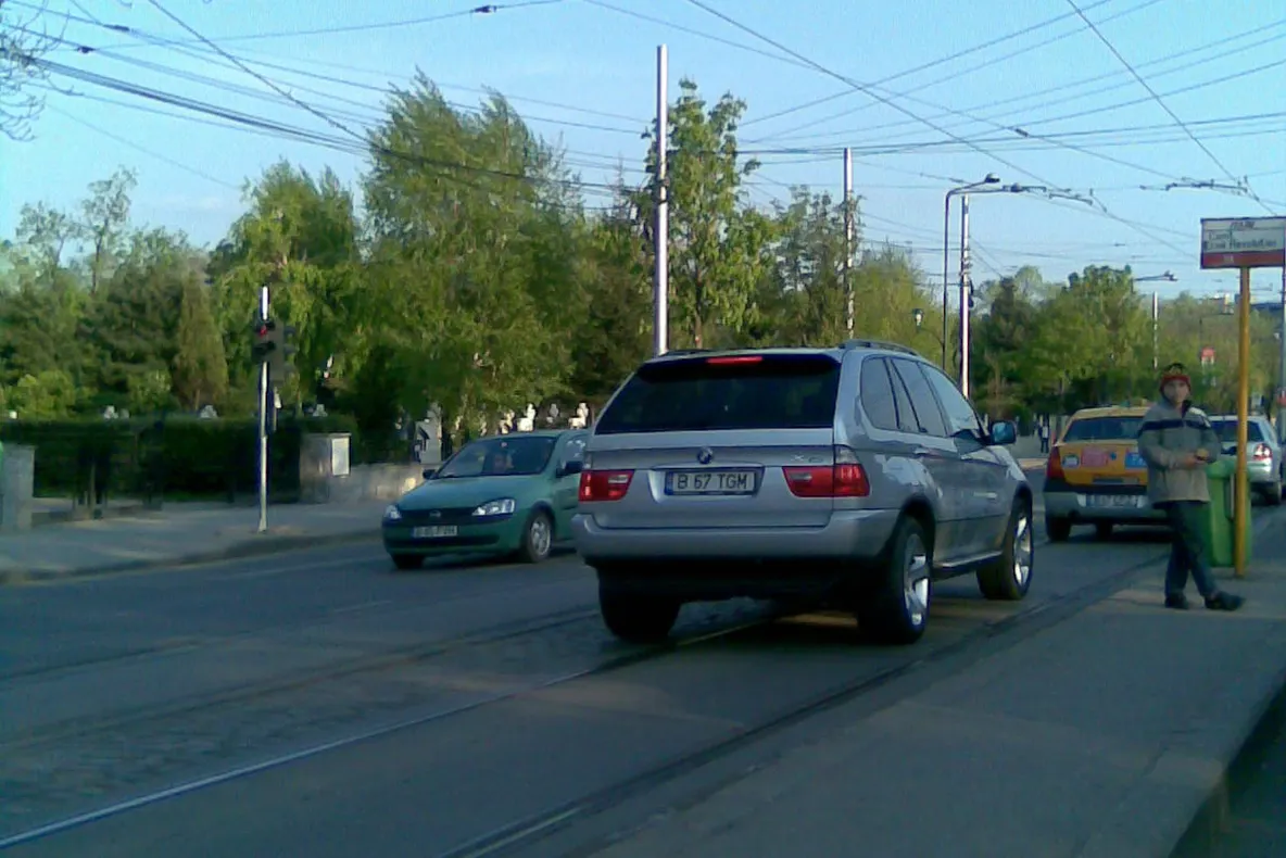 Bivolii din trafic