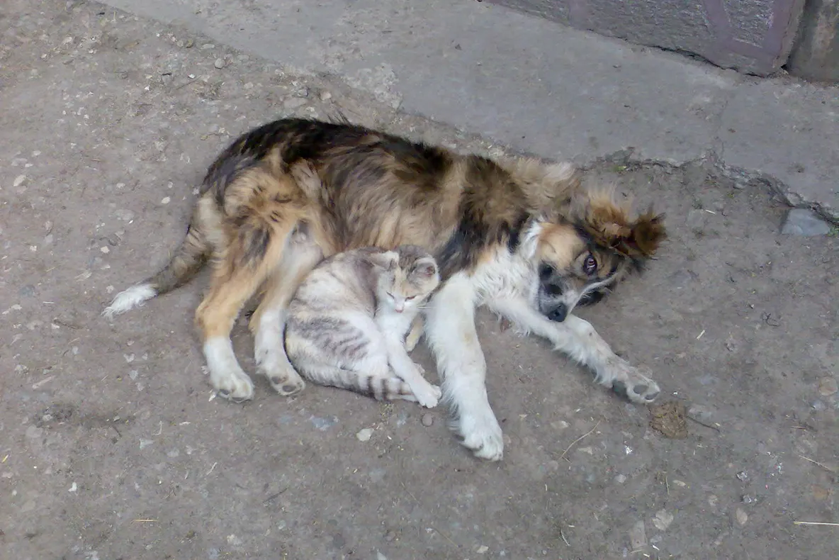 Prietenia nu ţine cont de...rasă