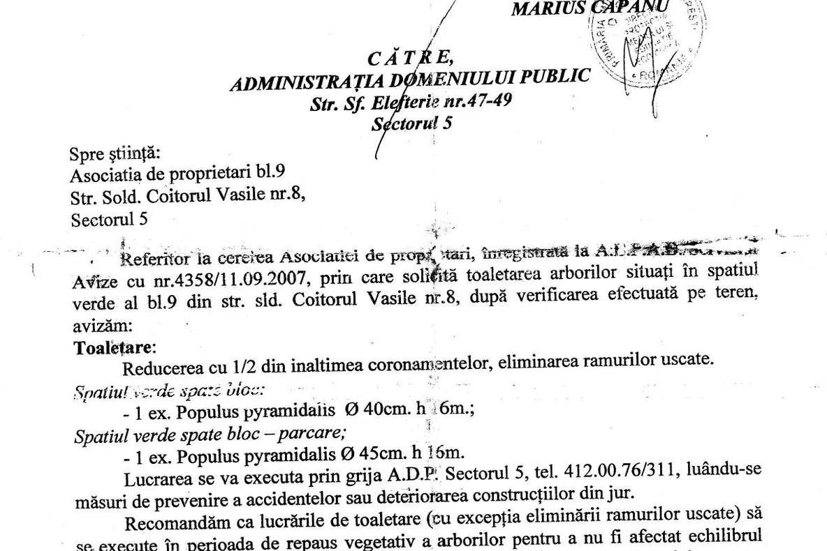Inevitabilul s-a întâmplat: un copac a căzut peste 10 maşini din Capitală