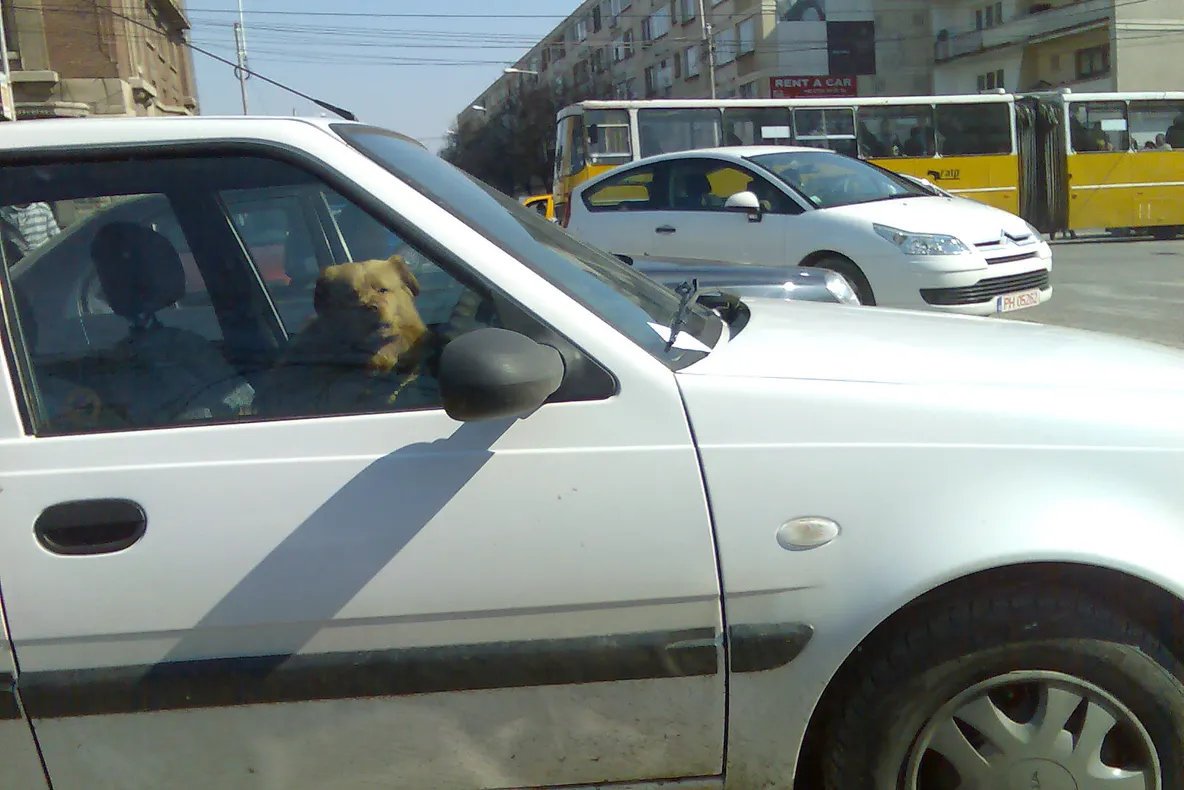 Participant la trafic în Ploieşti