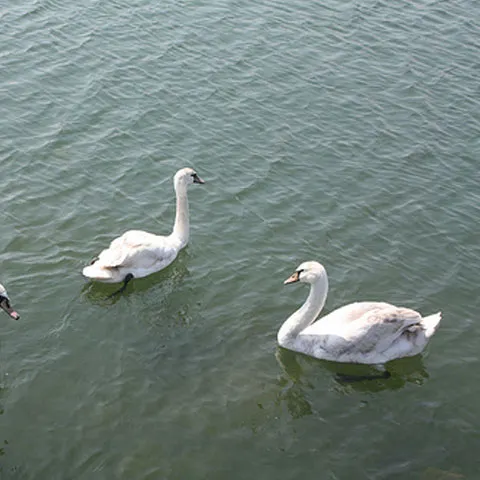 Bucharest will send 140,000 euros flying to nest ducks, geese and peacocks