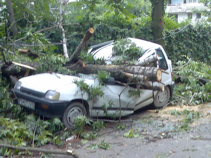 Maşină distrusă de un copac
