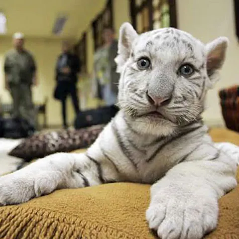 Un pui de tigru alb este noua vedetă a grădinii zoologice Aschersleben - GALERIE FOTO