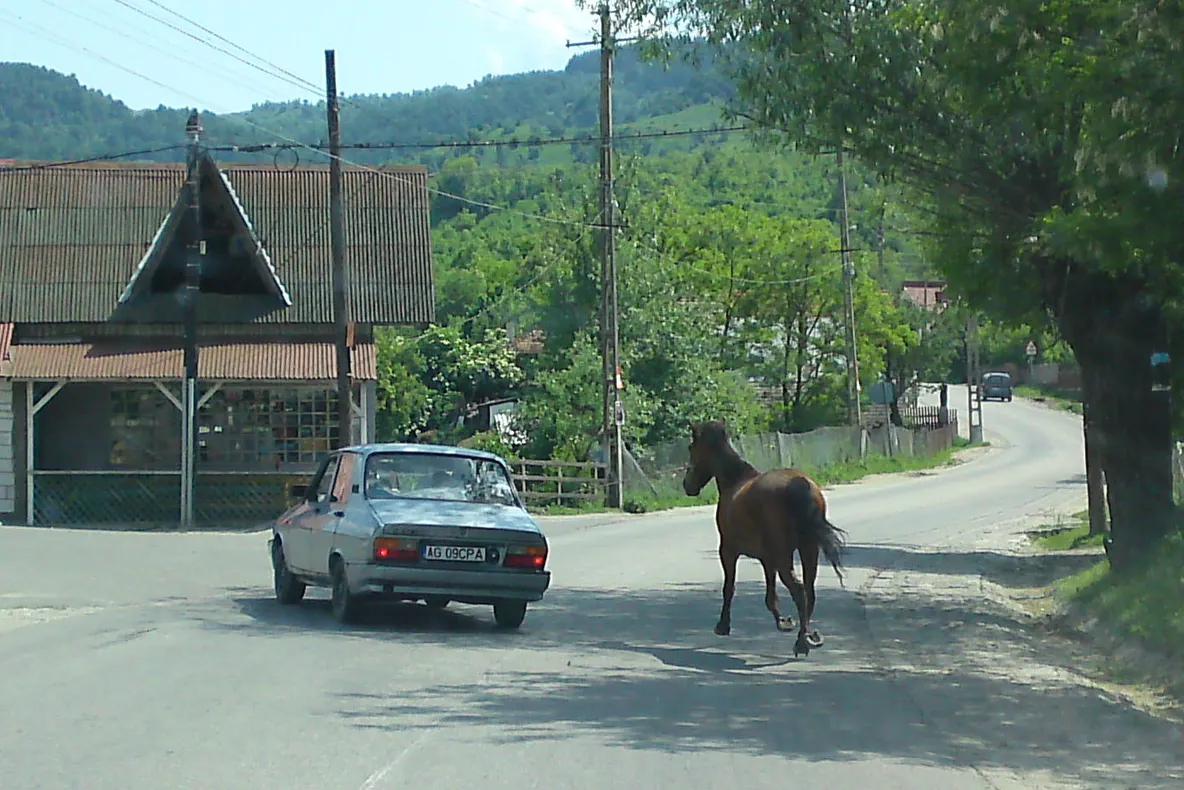 Calul pe şosea
