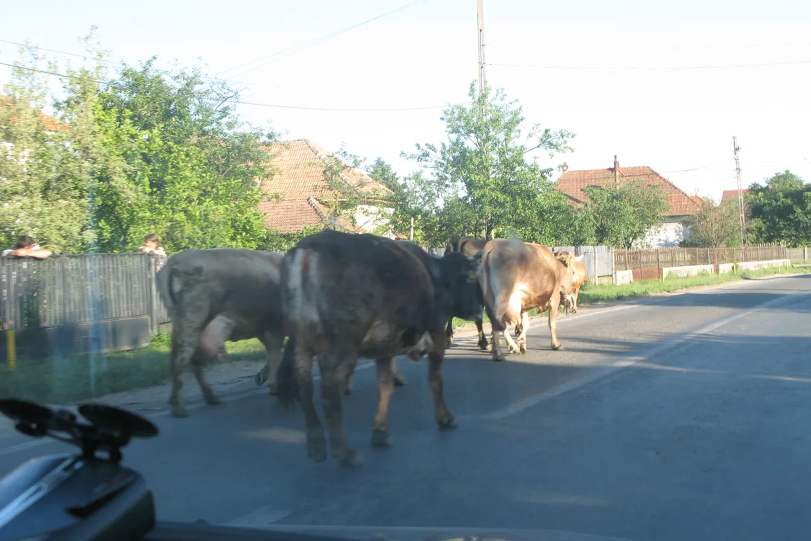 Văcuţele în trafic