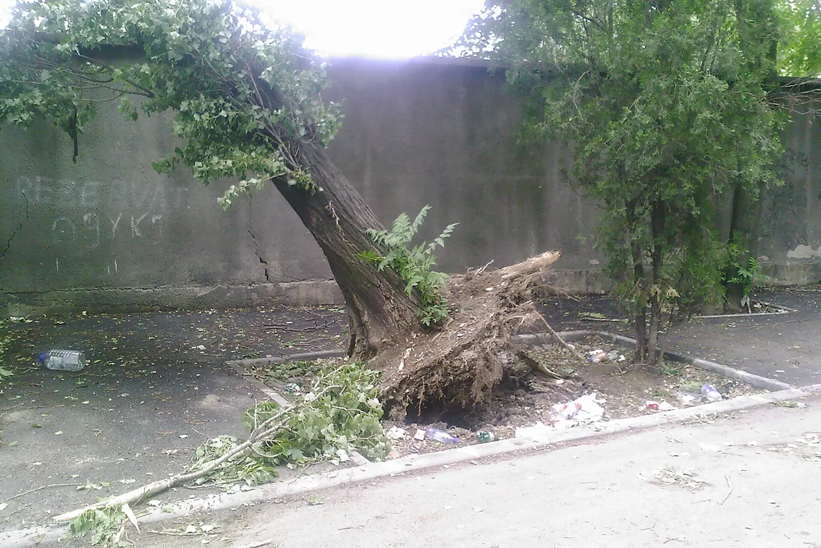 Un copac este în pericol de prăbuşire pe strada Prunaru din Capitală