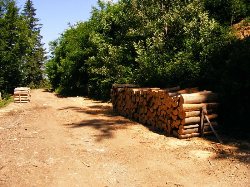 Defrişări în Târlungeni, judeţul Braşov