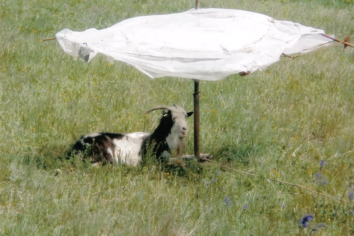 Capra sub umbrelă