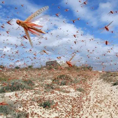 Peste 80 de hectare de vegetaţie au fost afectate de o invazie de lăcuste în judeţul Sibiu