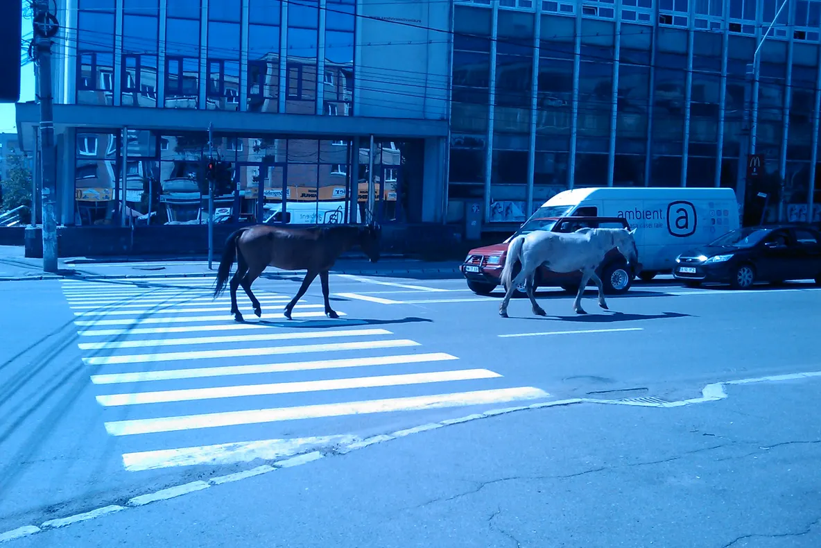 Cai la plimbarea, pe un bulevard din Baia Mare