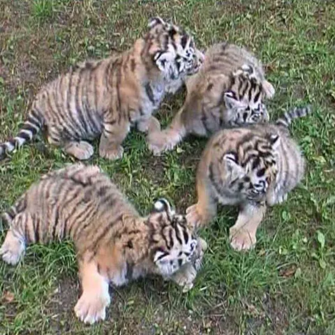 O grădină zoologică din Germania a prezentat publicului patru pui de tigru