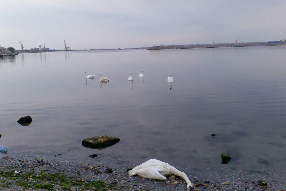 Lebede moarte pe plaja din Mangalia