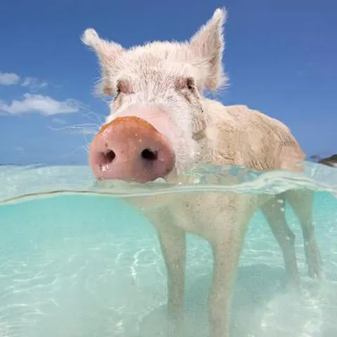 Un golf exotic din Bahamas, cunoscut pentru porcuşorii înotători - GALERIE FOTO