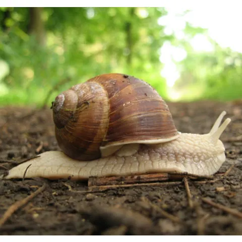 Terry, cel mai rapid melc de pe planetă