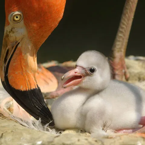 Trei pui de flamingo roşu, cea mai nouă atracţie a Grădinii Zoologice din Viena