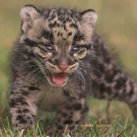 A dispărut, dar s-a întors. Un leopard marmorat misterios, găsit în Bangladesh după 20 de ani