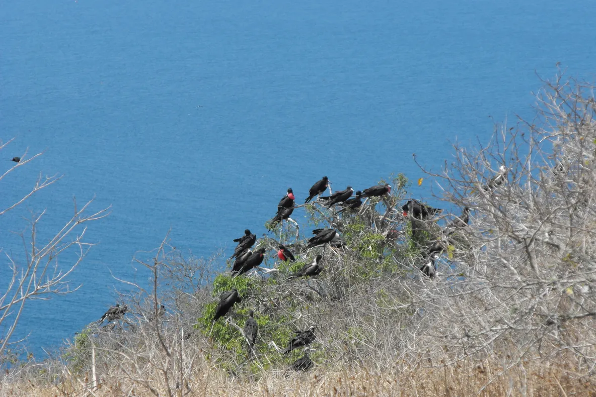 Ecuador si Insulele Galapagos