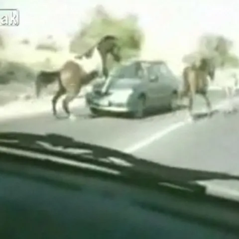 Un cal a fost implicat într-un accident frontal cu o maşină, în Israel