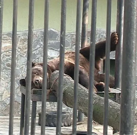 Duminică a fost Ziua Internaţională a Grădinilor Zoologice 