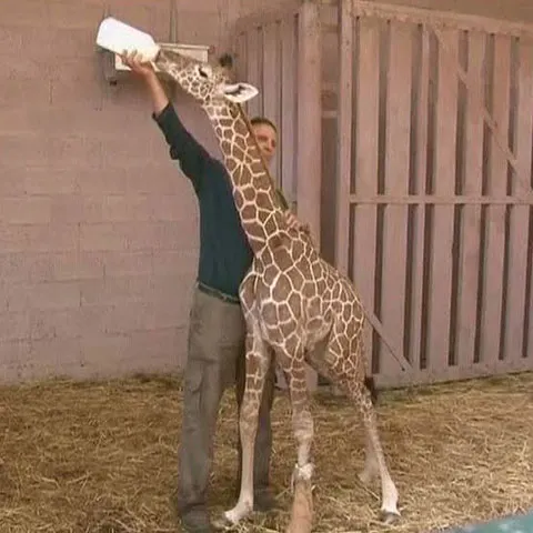 Parcul safari din Ramat Gan şi-a prezentat cel mai tânăr locatar: un pui de girafă