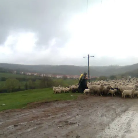 GfK: Românii aleg viaţa la ţară 