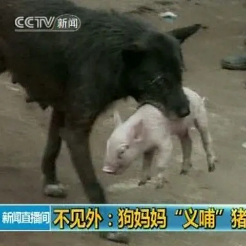 O căţeluşă din China a adoptat un purceluş, pe care l-a şi alăptat