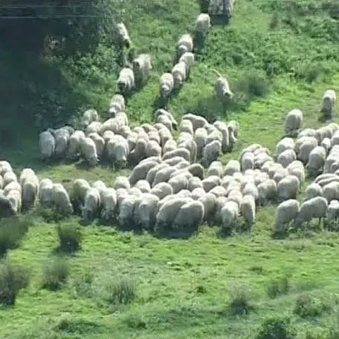 Ţăranii nu ştiu mai nimic despre cum îşi pot asigura animalele 
