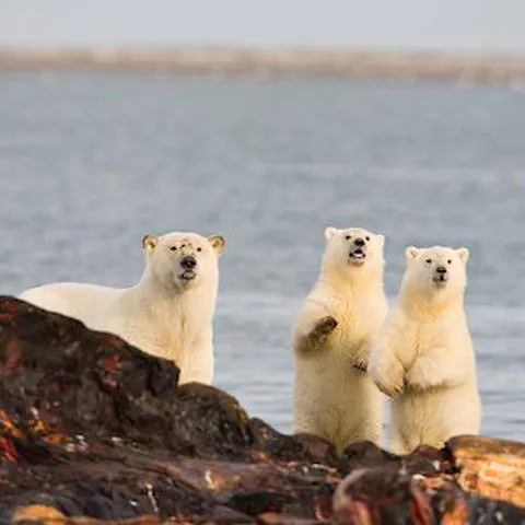 Căldură record în Arctica: Temperaturile sunt cele mai ridicate din ultimii 2.000 de ani