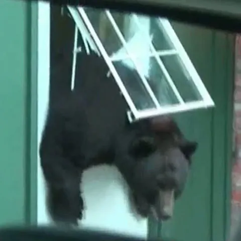 Un urs a intrat într-un hotel dintr-o zonă muntoasă din Colorado, SUA