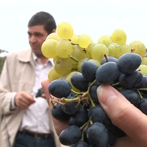 Vinul de Pietroasele a fost sărbătorit la o petrecere câmpenească