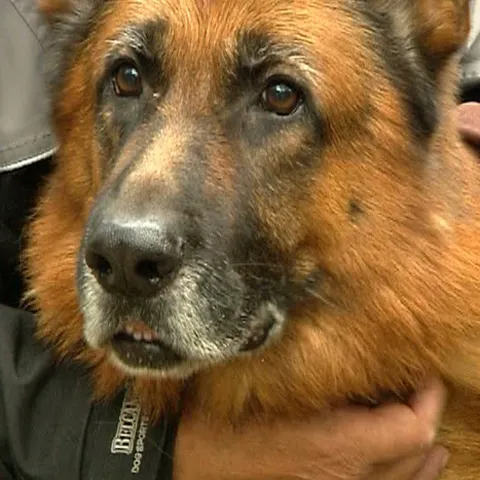 Un concurs de frumuseţe canină a avut loc în Parcul Tei