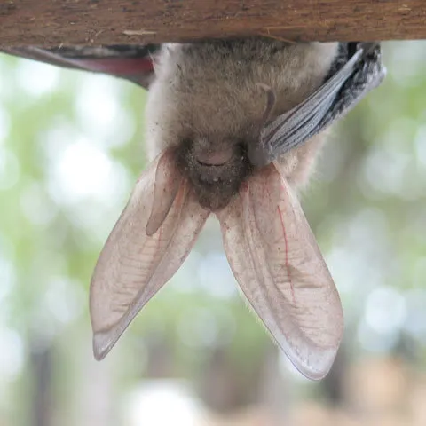Batman de România: Un liliac a acaparat atenţia deputaţilor, după ce a intrat pe holul Camerei. VEZI VIDEO